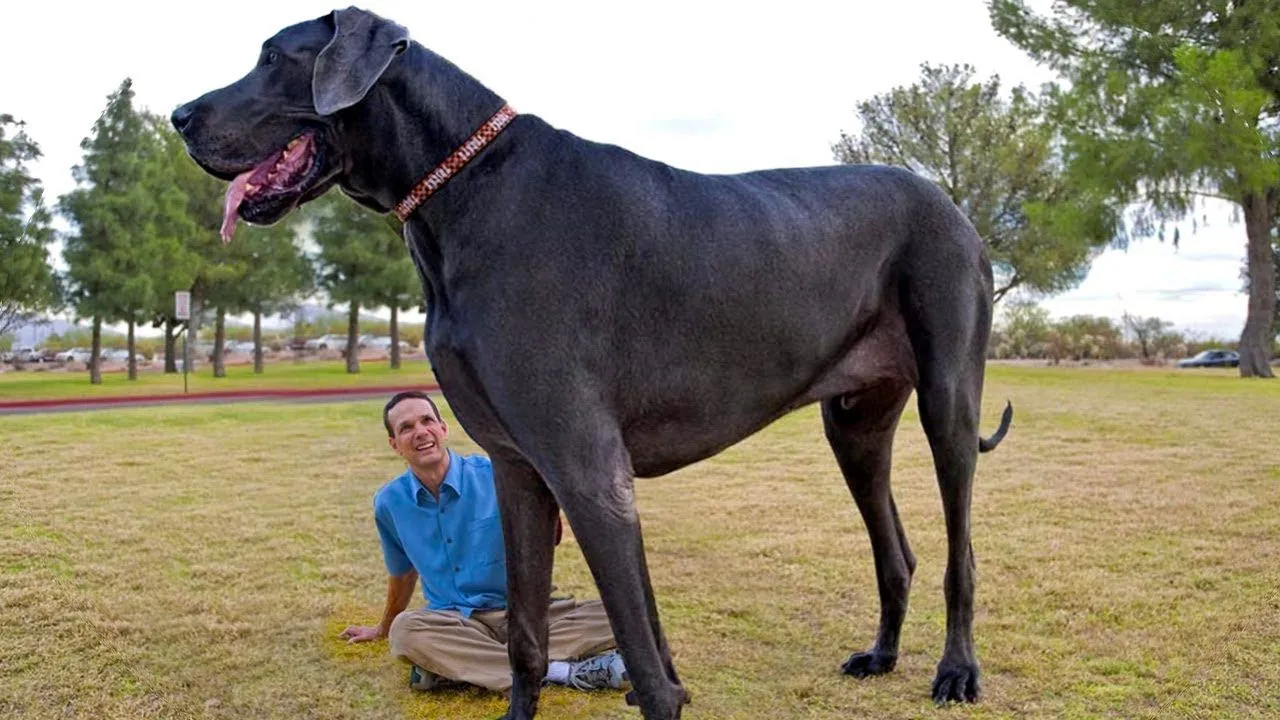 El Perro más GRANDE del Mundo. ¡IMPRESIONANTE! - YouTube