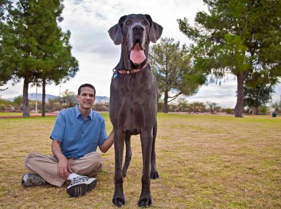 El perro mas grande del mundo - Taringa!