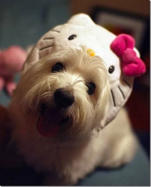 perro hello kitty mischuminadas (2)