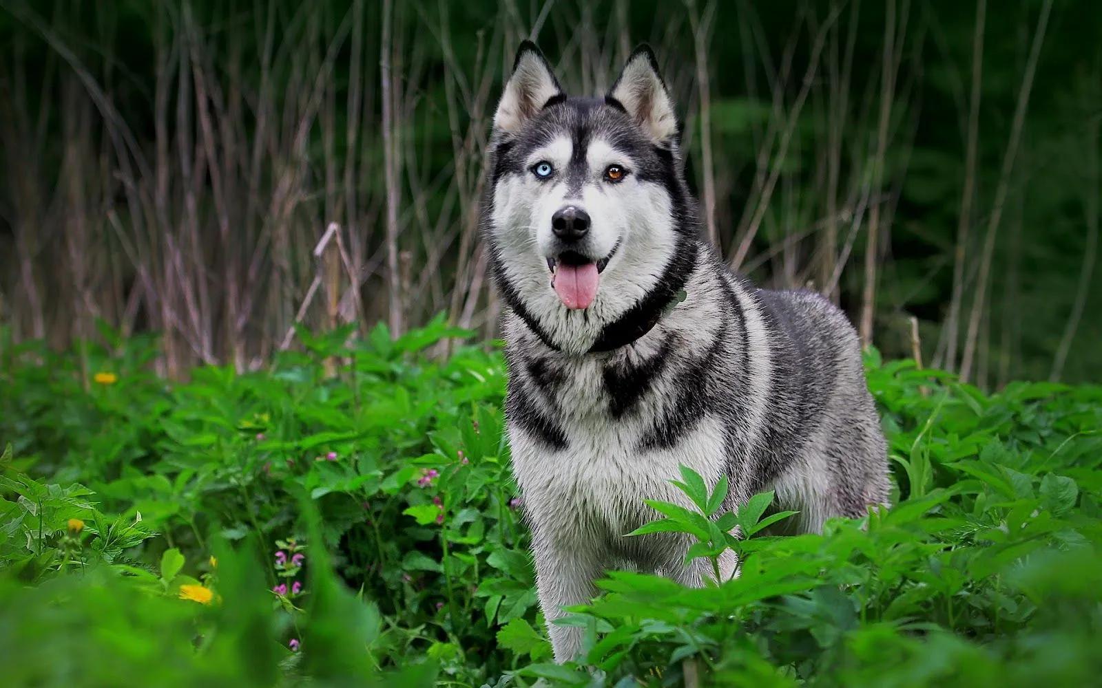 Perro Husky Siberiano - Fondos de Pantalla HD - Wallpapers HD