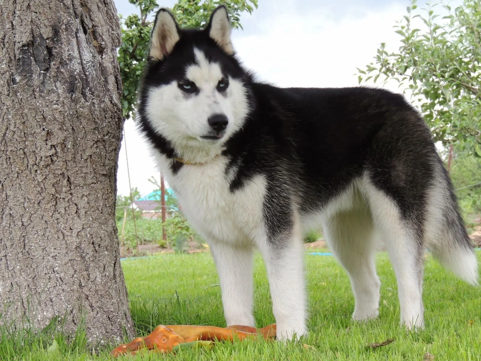 Perro husky siberiano ~ Mejores Fotos del Mundo | Fotografías de ...