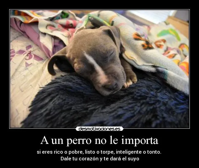 A un perro no le importa | Desmotivaciones