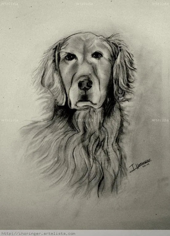 Perro labrador Inma Horinger - Artelista.