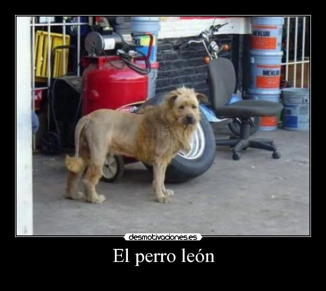 El perro león | Desmotivaciones