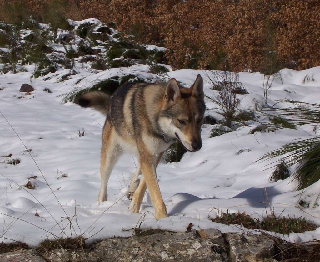 Perro Lobo Checoslovaco :: - Nueva CAMADA. Lobos de Bilsaru