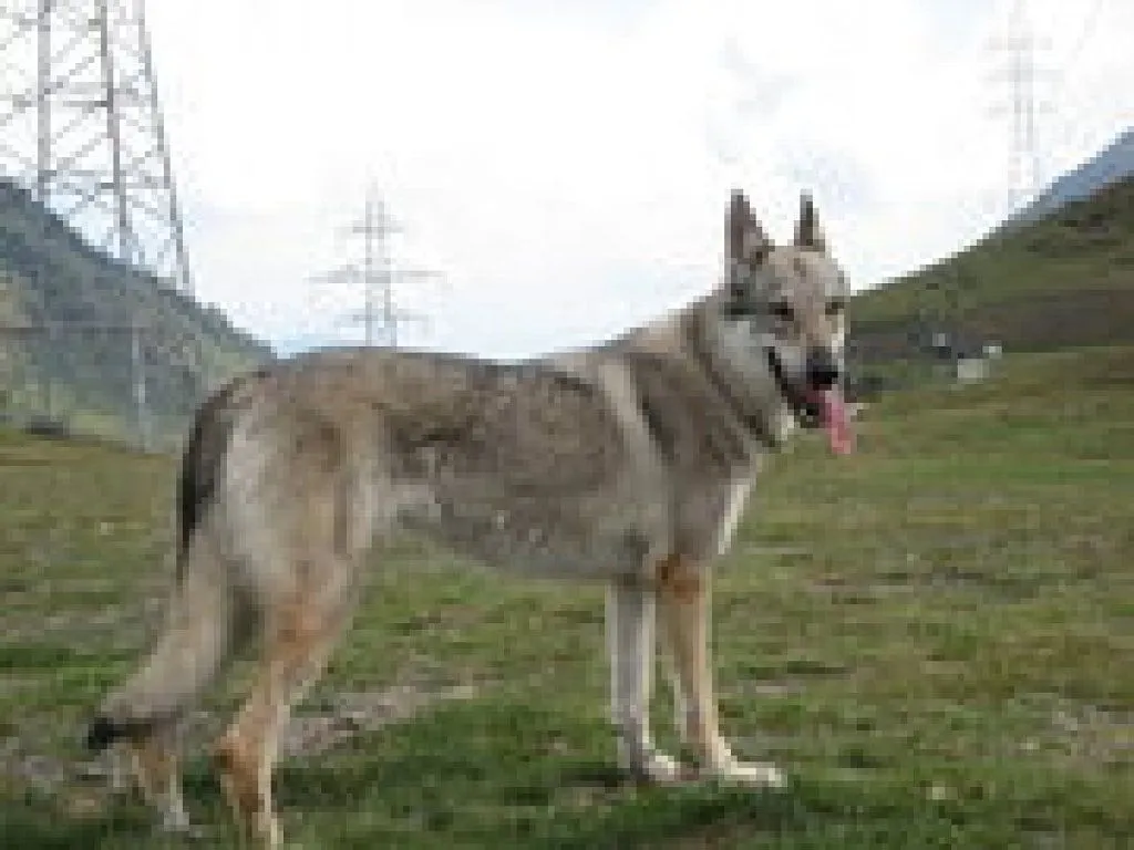 PERRO LOBO CHECOSLOVACO....PROXIMA CAMADA | Cuidar de tu mascota ...