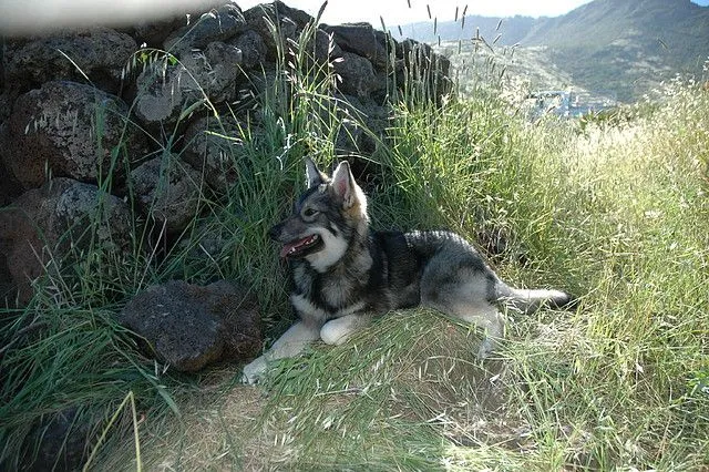 PERRO LOBO HERREÑO