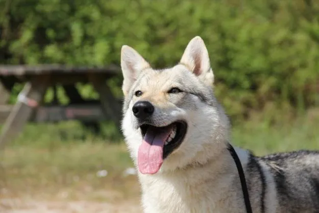 Imagenes de un perro lobo - Imagui