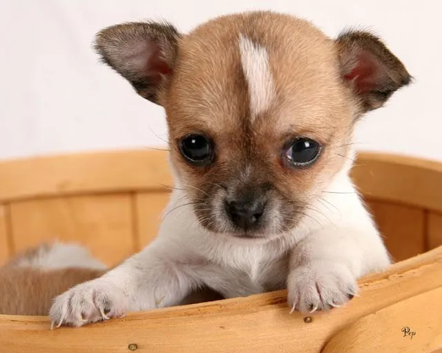 EL PERRO MAS... DEL MUNDO: EL PERRO MAS BONITO DEL MUNDO