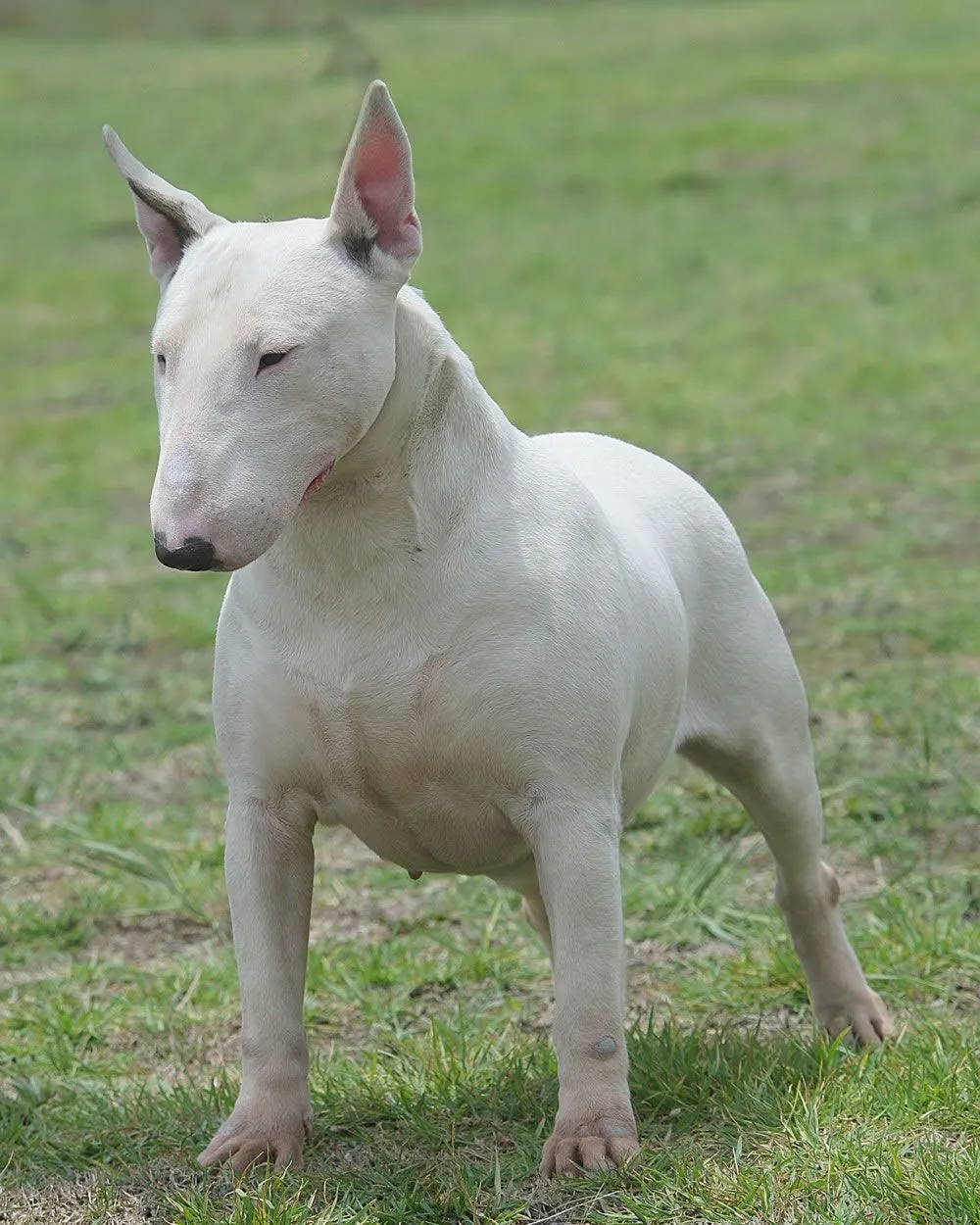 EL PERRO MAS... DEL MUNDO: EL PERRO MAS PELIGROSO DEL MUNDO