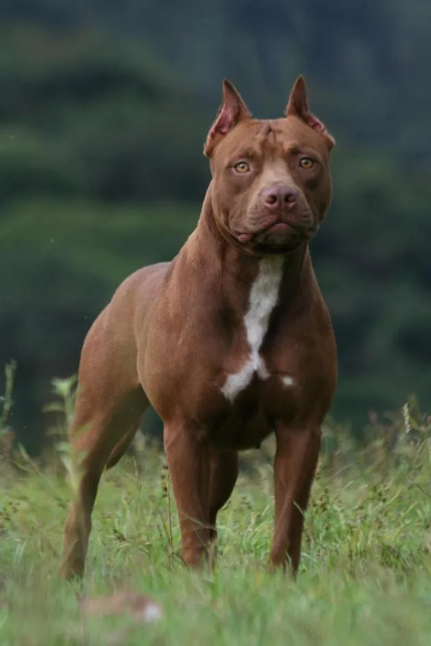 Perro mimoso | Todo sobre los perritos: Pitbull´s (american Pit ...