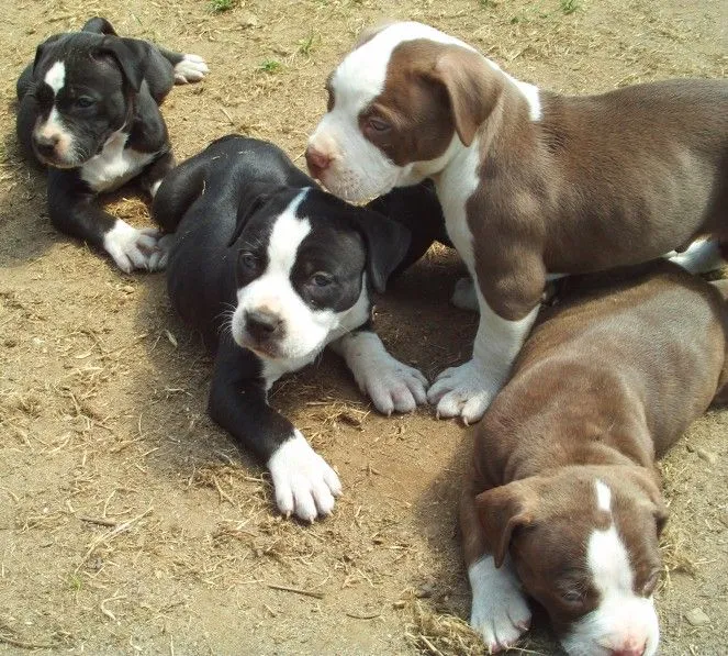 Perro mimoso | Todo sobre los perritos: Pitbull´s (american Pit ...