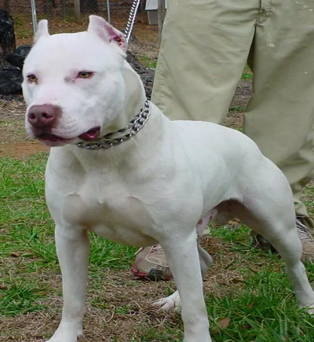 Perro mimoso | Todo sobre los perritos: Raza: Pitbull (