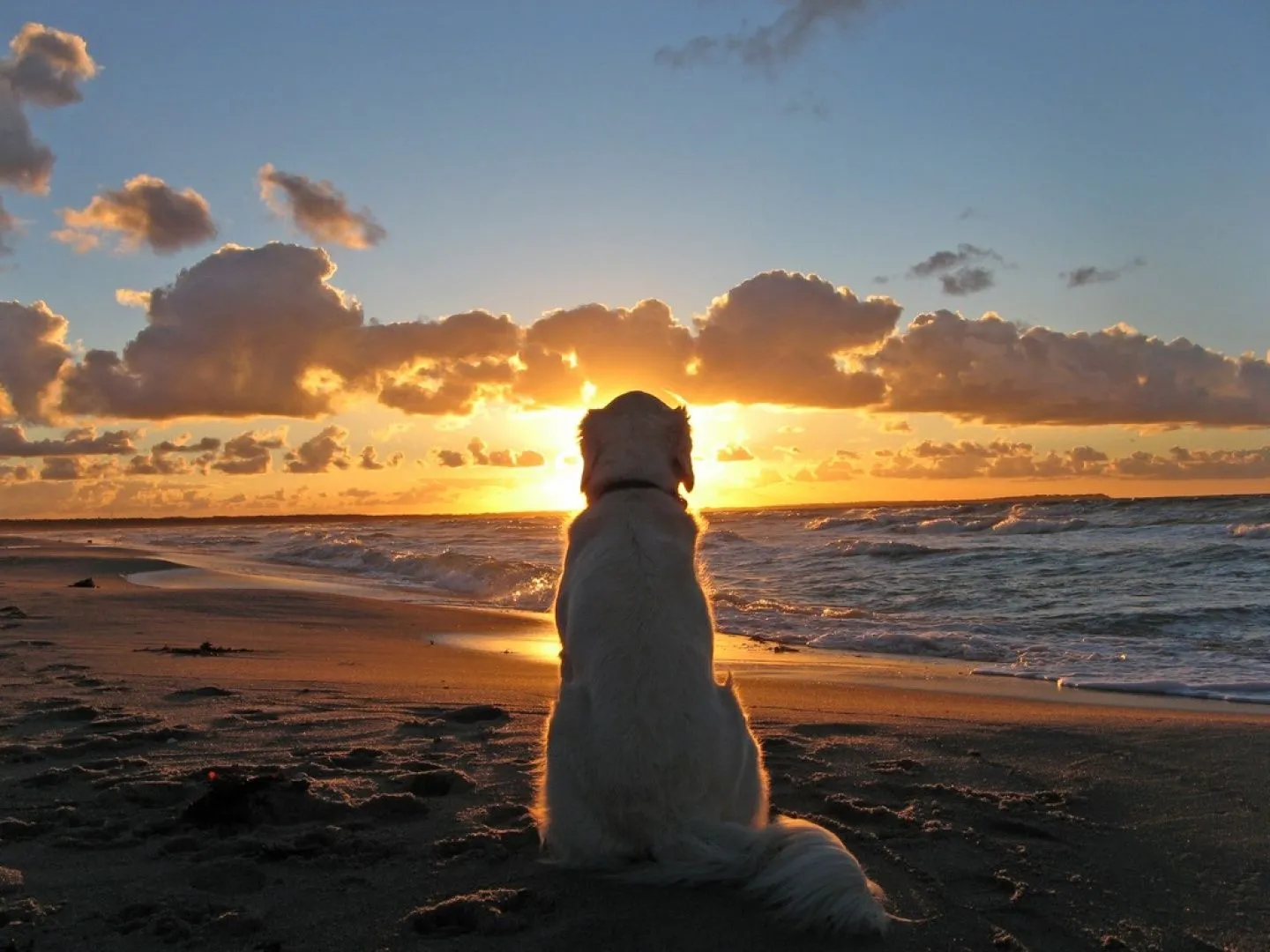 Perro mirando el atardecer | Sin nombre hasta que se m ocurra...