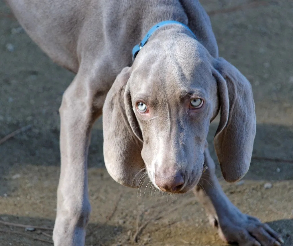 PERRO DE OJOS AZULES - BARCELONA (CATALUÑA-SPAIN) | Flickr - Photo ...