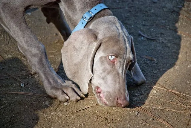 PERRO DE OJOS AZULES - PARQUE DE LA CIUTADELLA - BARCELONA ...