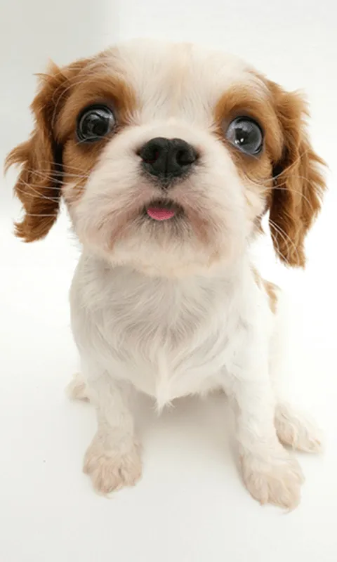 Perro olfatea pantalla, fondo - Aplicaciones de Android en Google Play