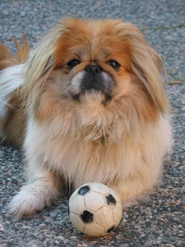 Perro Pekinés. PerrosAmigos.