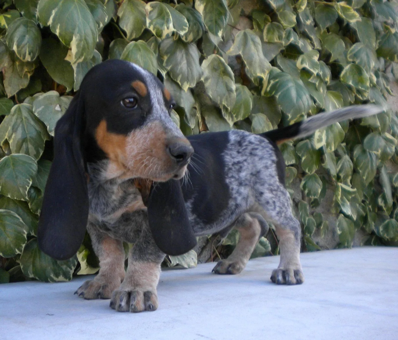 Perro Pequeño Azul de Gascuña. PerrosAmigos.