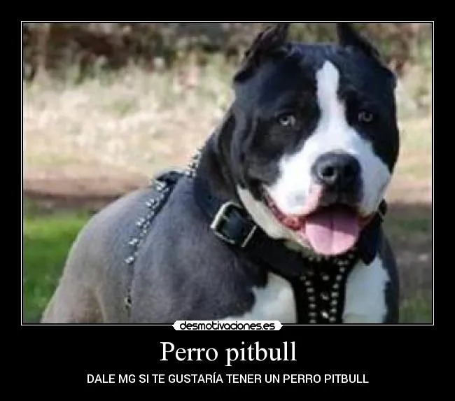 Perro pitbull | Desmotivaciones