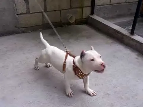 Perro Pitbull De 4 meses - YouTube