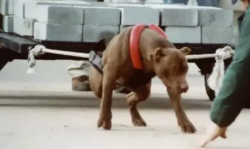 Todo lo que tenes que saber de un perro pitbull - Taringa!