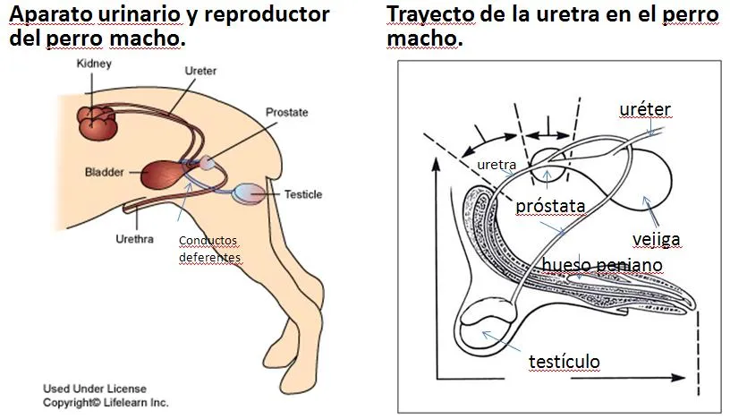 Mi perro tiene la próstata grande: ¿es necesario castrarlo ...