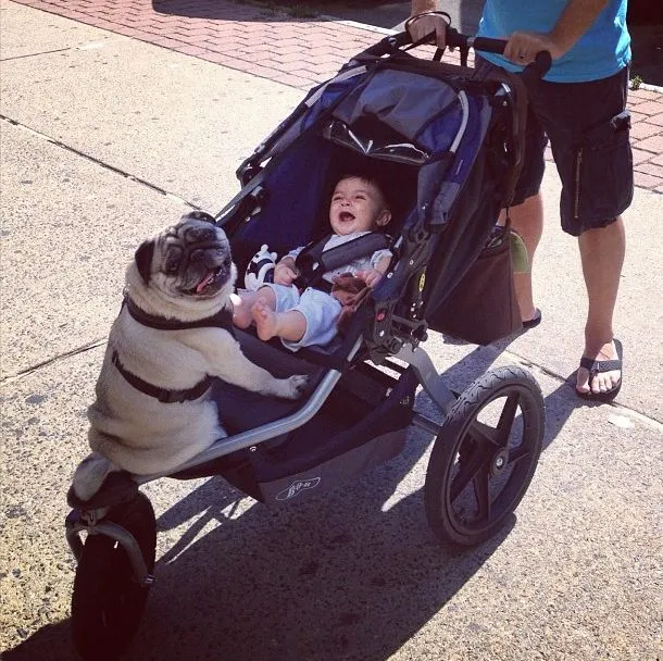 Perro Pug con Bebé - Imagenes de Animales Graciosos, Videos y ...