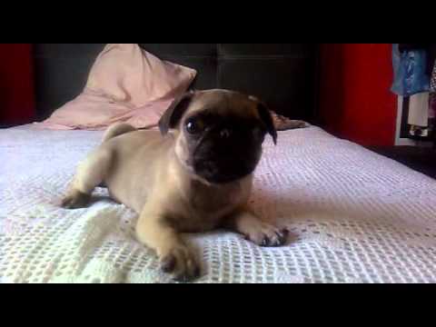 Perro Pug Bebe - YouTube