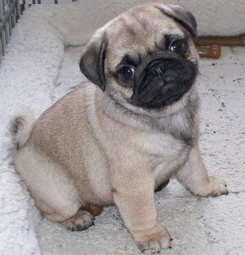 Perros pug miniatura - Imagui