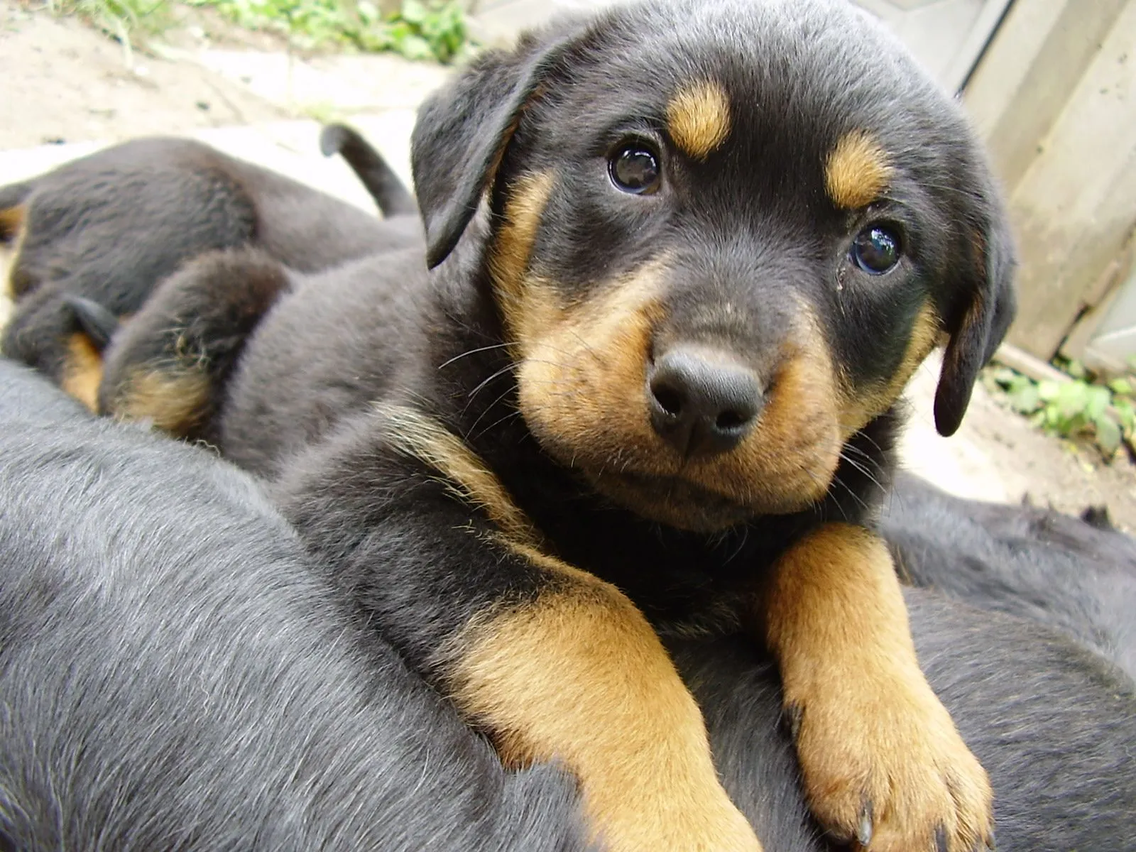 mi perro, rottweiler - Taringa!