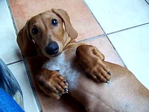 Perro salchicha (Canelo) - YouTube