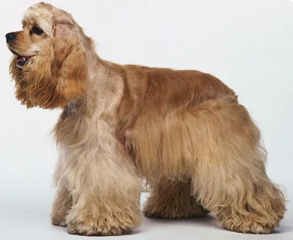 El Perro Saludable: Razas de perros: Cocker Spaniel