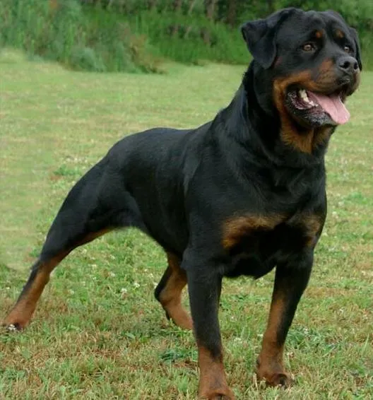El Perro Saludable: Razas de perros: Rottweiler