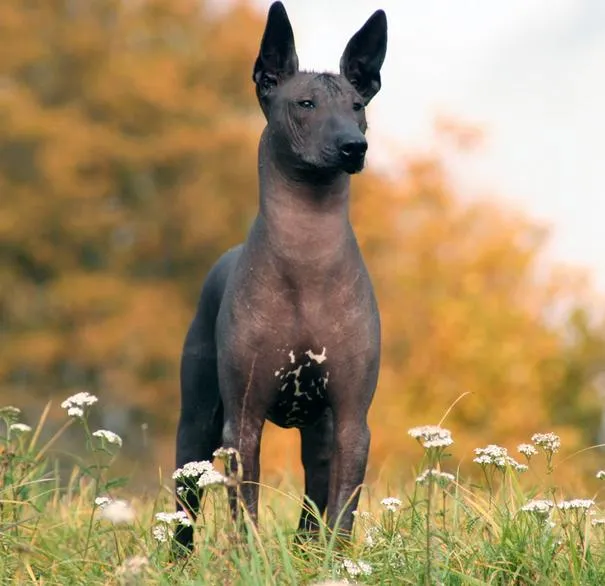 El Perro Saludable: Razas de perros: Xoloitzcuintle