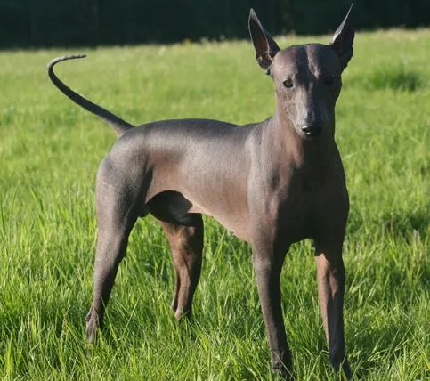 El Perro Saludable: Razas de perros: Xoloitzcuintle