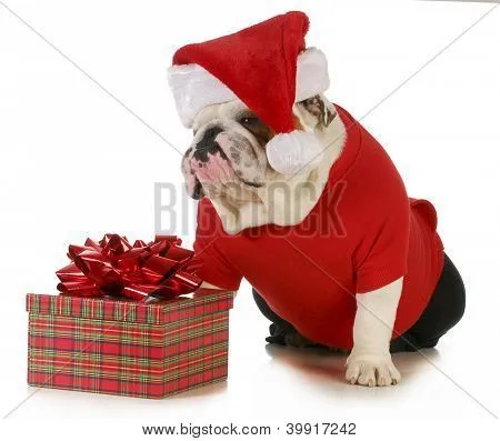 perro Santa - bulldog inglés vestido como santa sentado al lado de ...