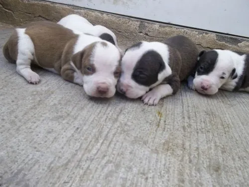 Perro stanford bull terrier - Imagui