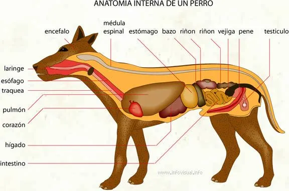 Perro - Wiki Reino Animalia