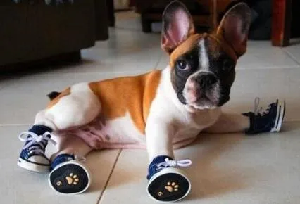 perro con zapatillas Imágenes tiernas de cachorritos