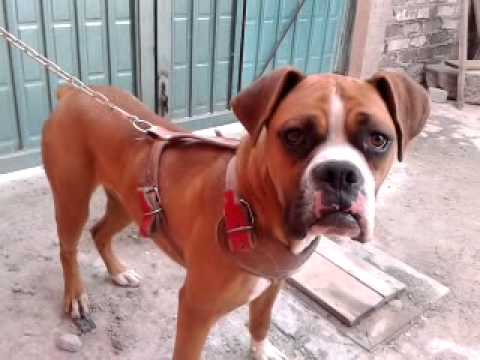 Mi perro.boxer de 8 meses se llama yaqui - YouTube