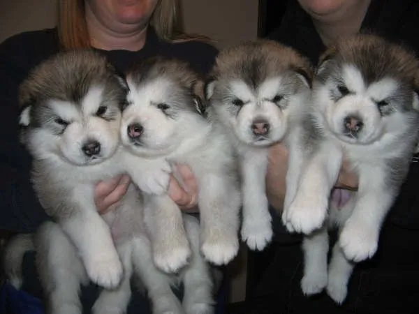 Alaskan Malamute