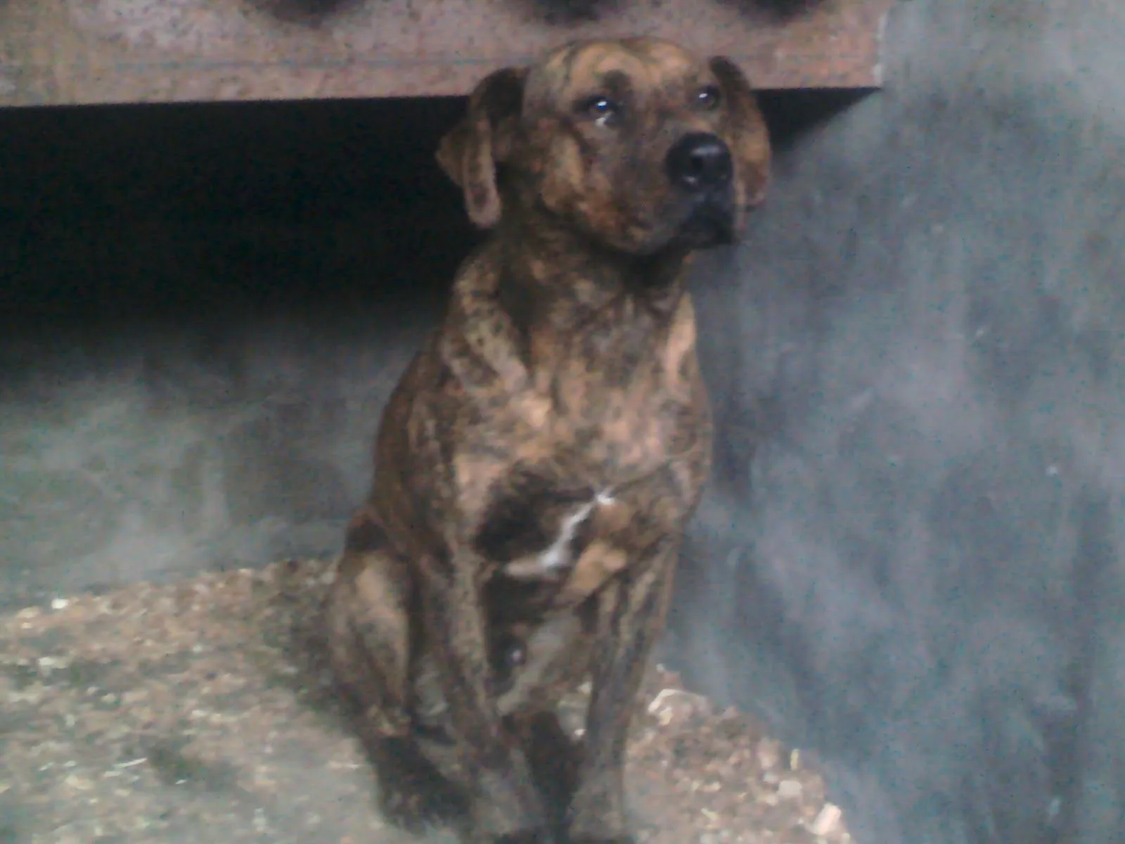 PERROS ALOJADOS EN CANILES MUNICIPALES | MUNICIPALIDAD DE VILLA LA ...