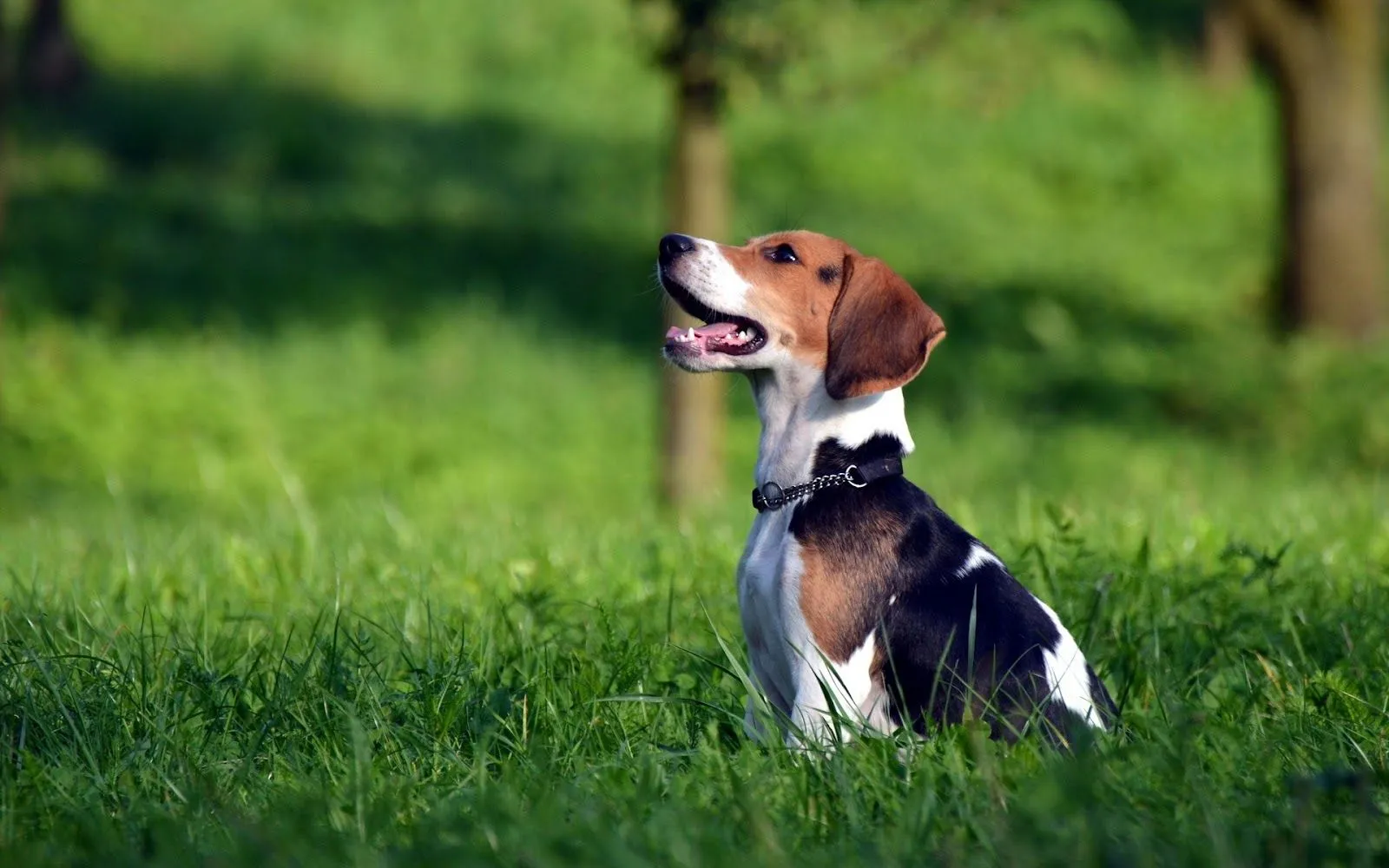 Perros Beagle - Fondos de Pantalla HD - Wallpapers HD