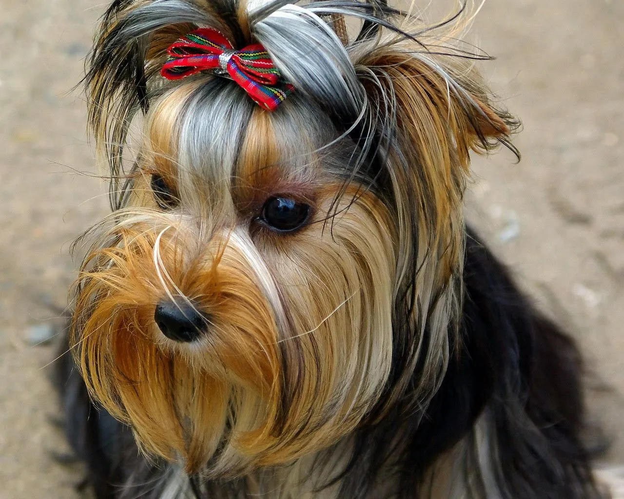 Los perros más bellos del mundo. | El Paraíso del Yorkshire ...