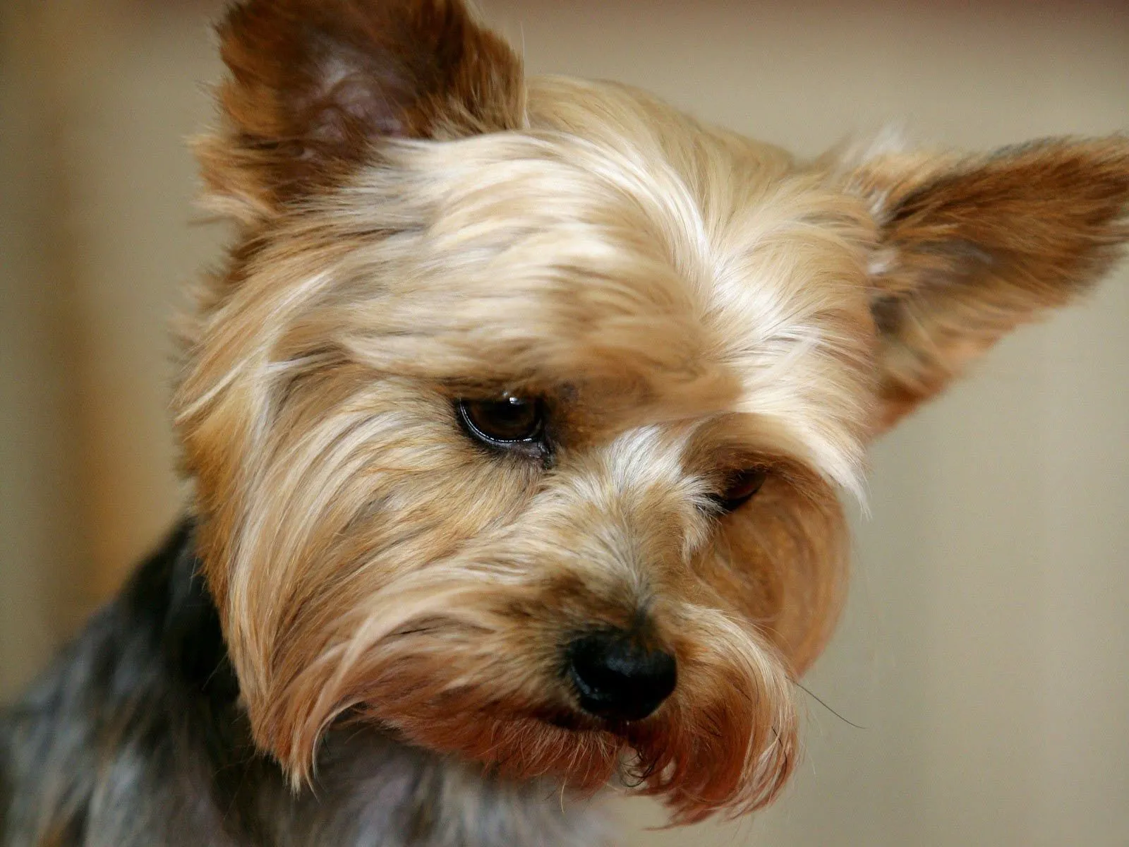 Los perros más bellos del mundo. | El Paraíso del Yorkshire ...