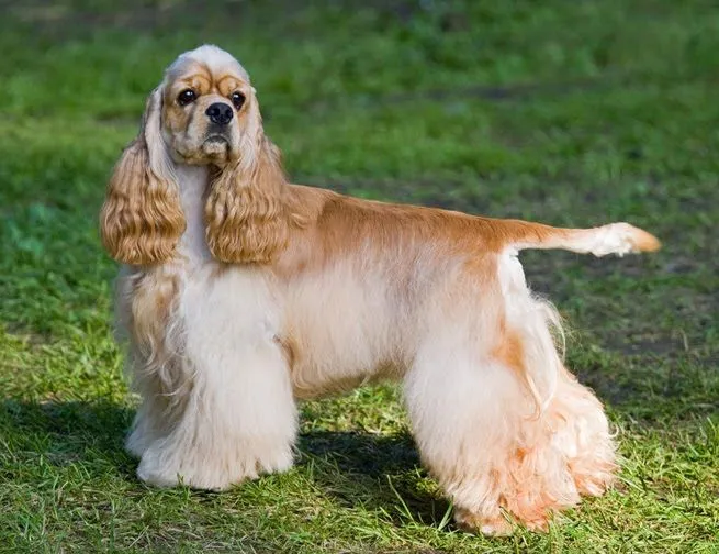 Perros Blog: Cocker Spaniel