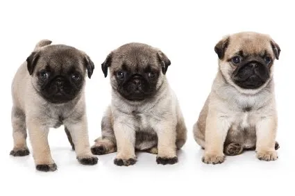 Perros Blog: Pug