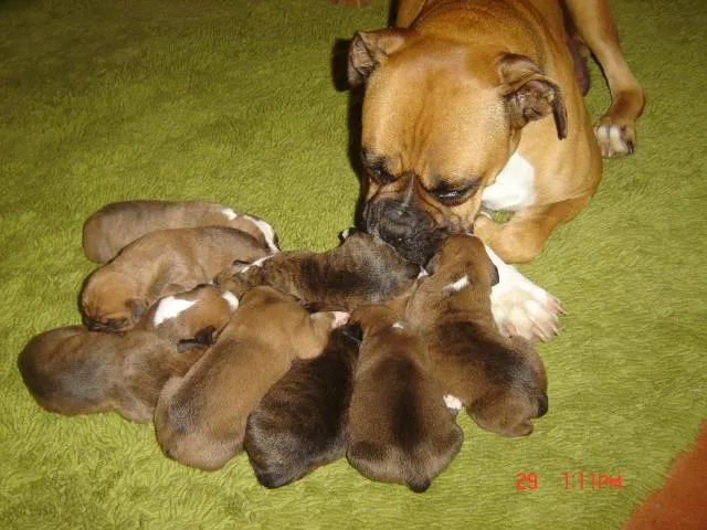 perros boxer