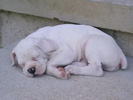 Perros boxer bebés - Imagui